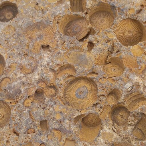 Trochiten von devonischen Crinoiden