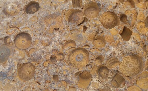 Trochiten von devonischen Crinoiden